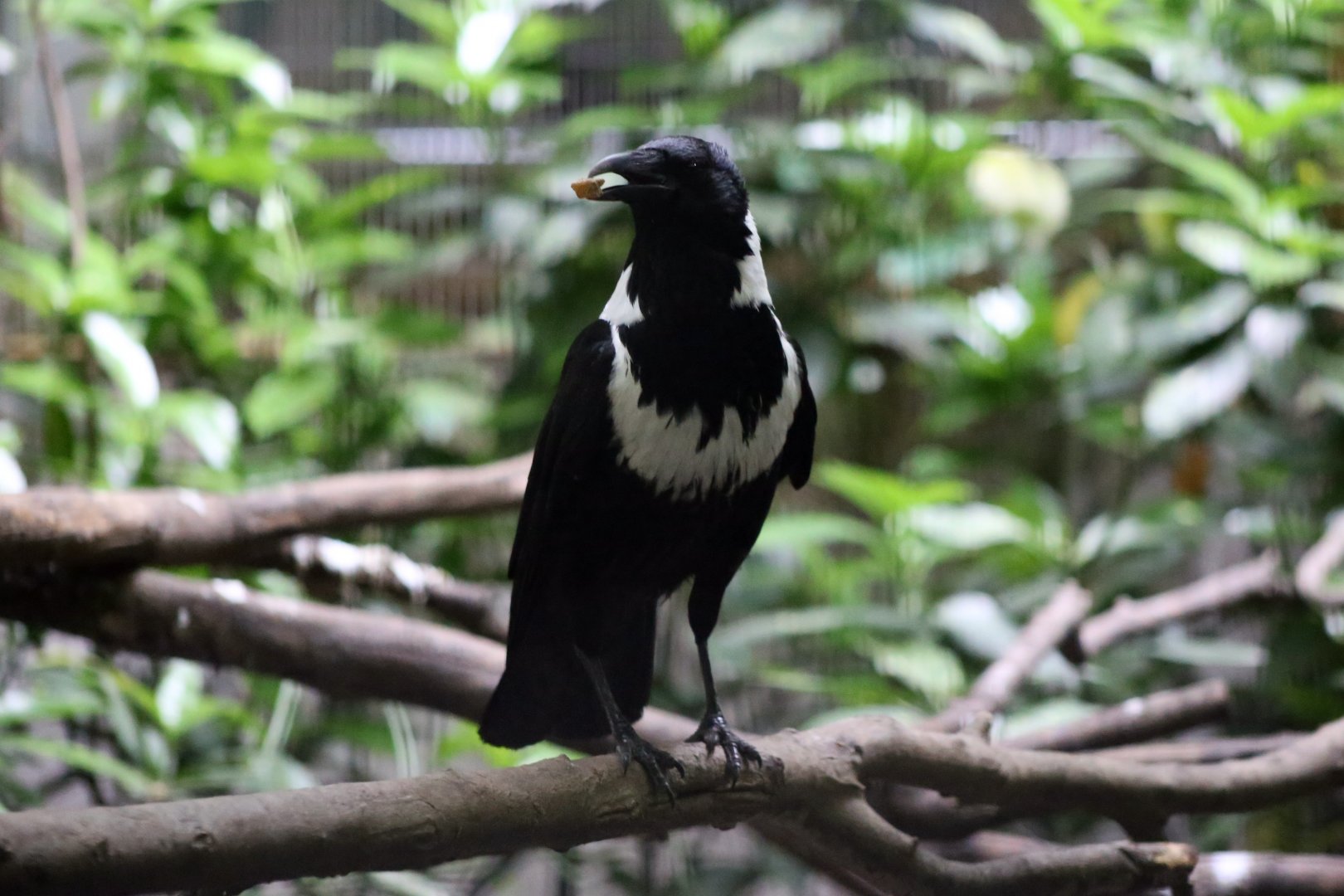 Collared Crow (Corvus torquatus)