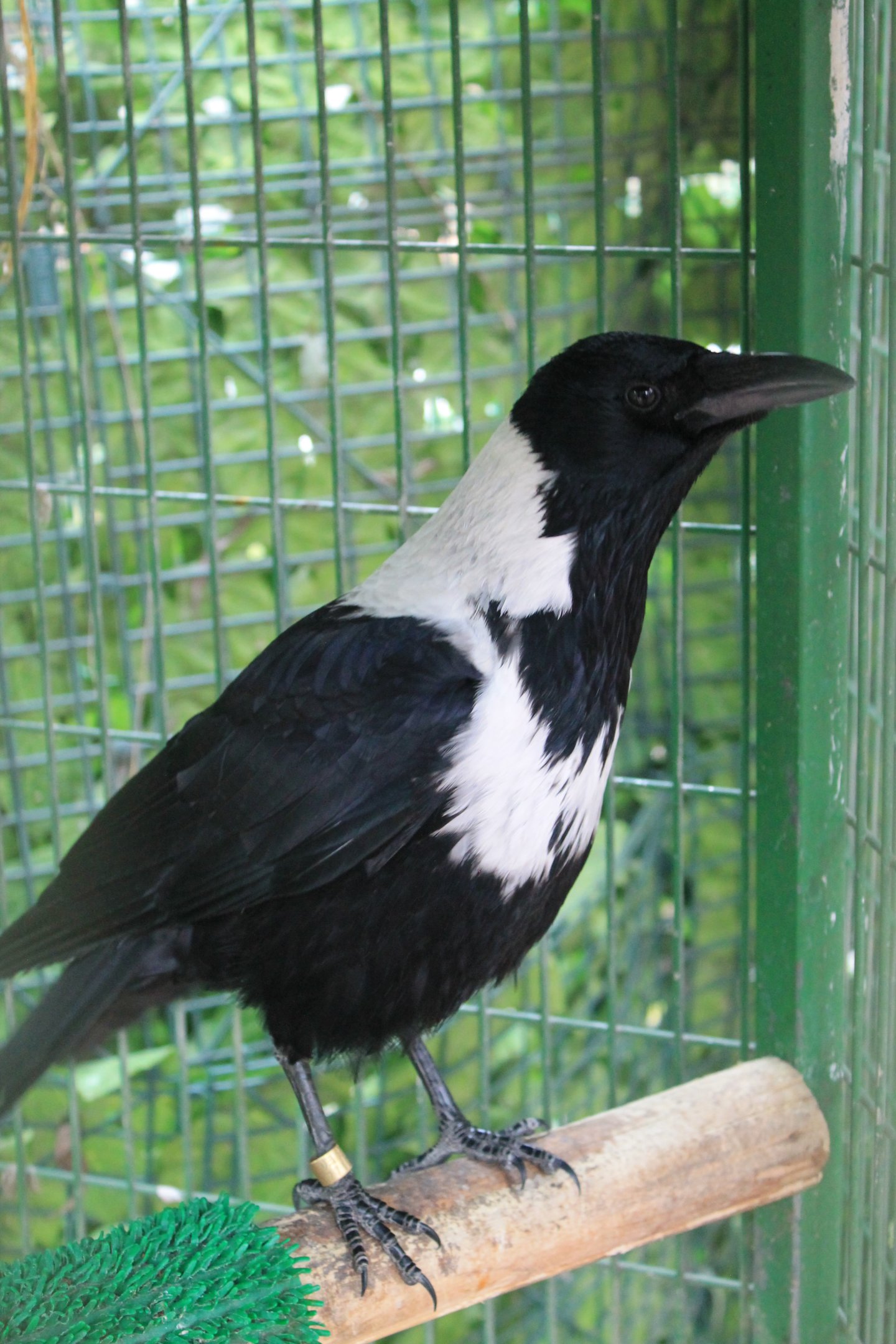 Collared Crow (Corvus torquatus)
