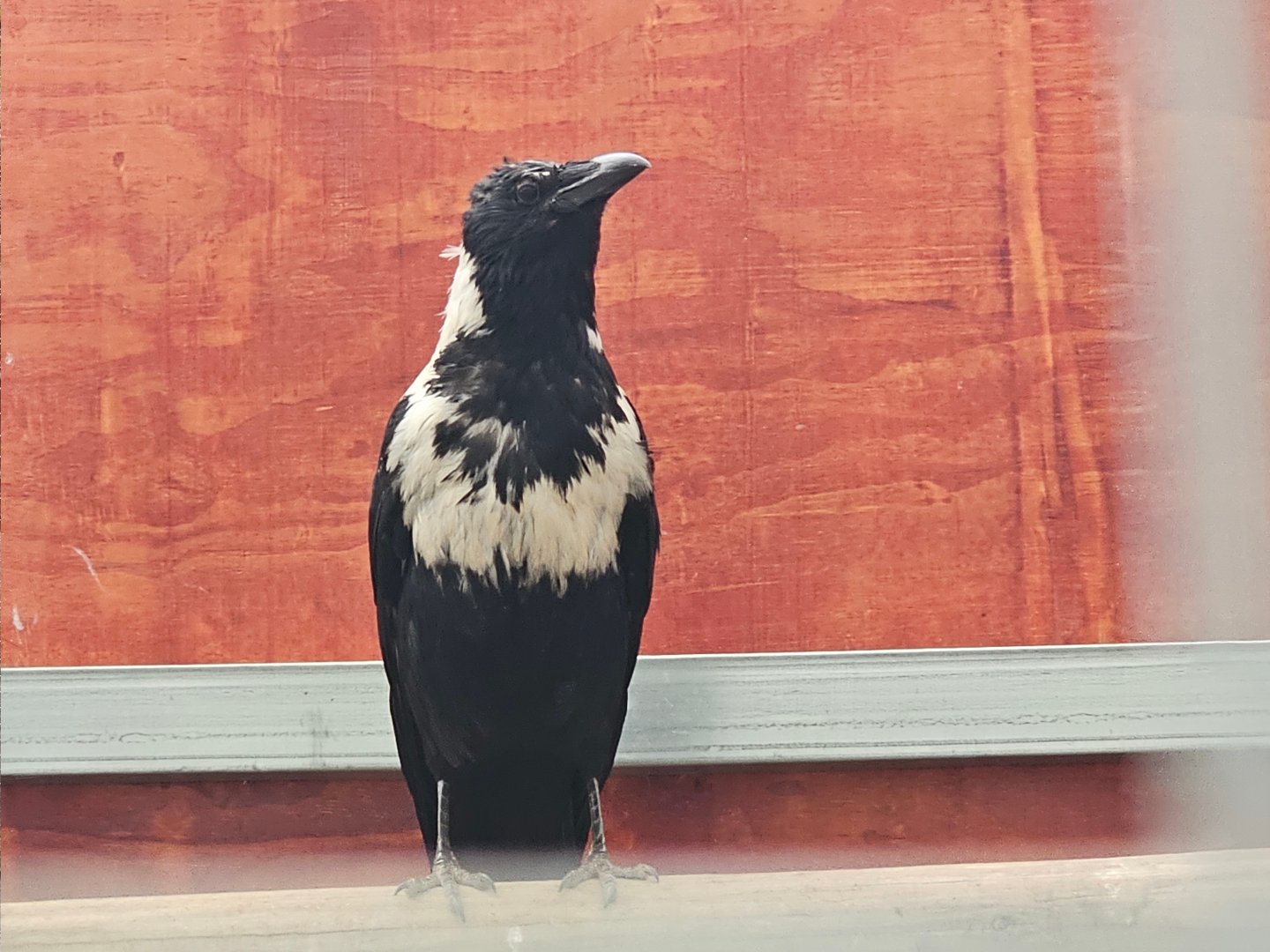 Collared crow (Corvus torquatus)