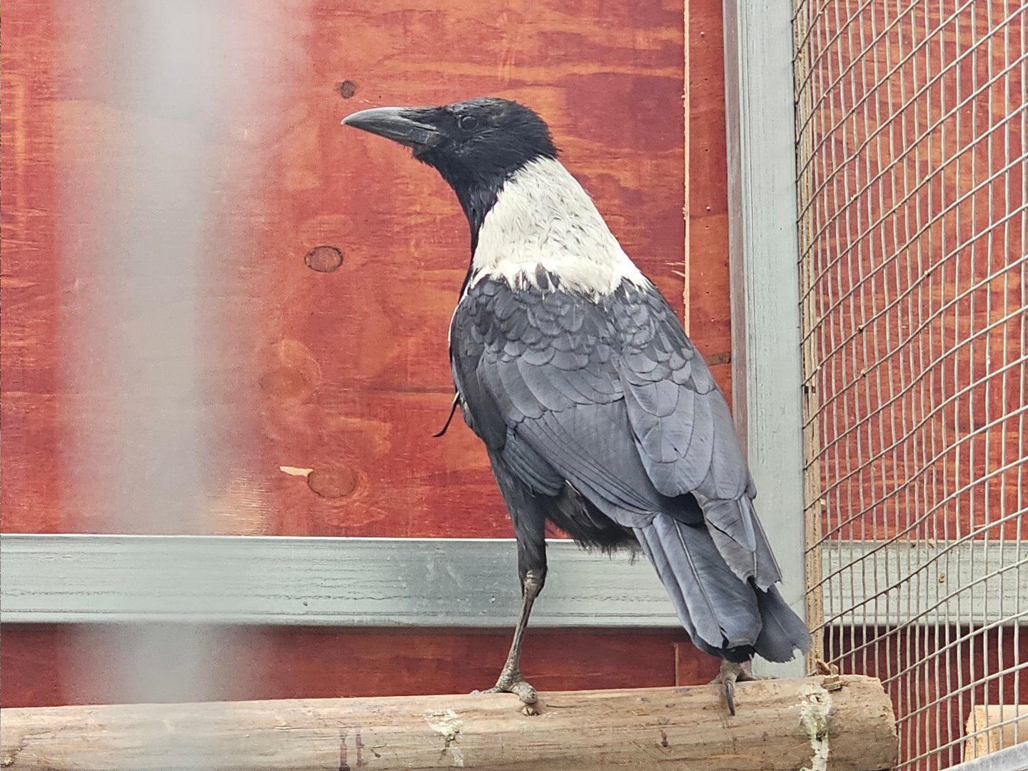 Collared crow (Corvus torquatus)