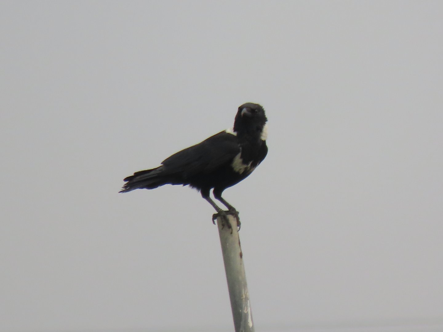 Collared crow
