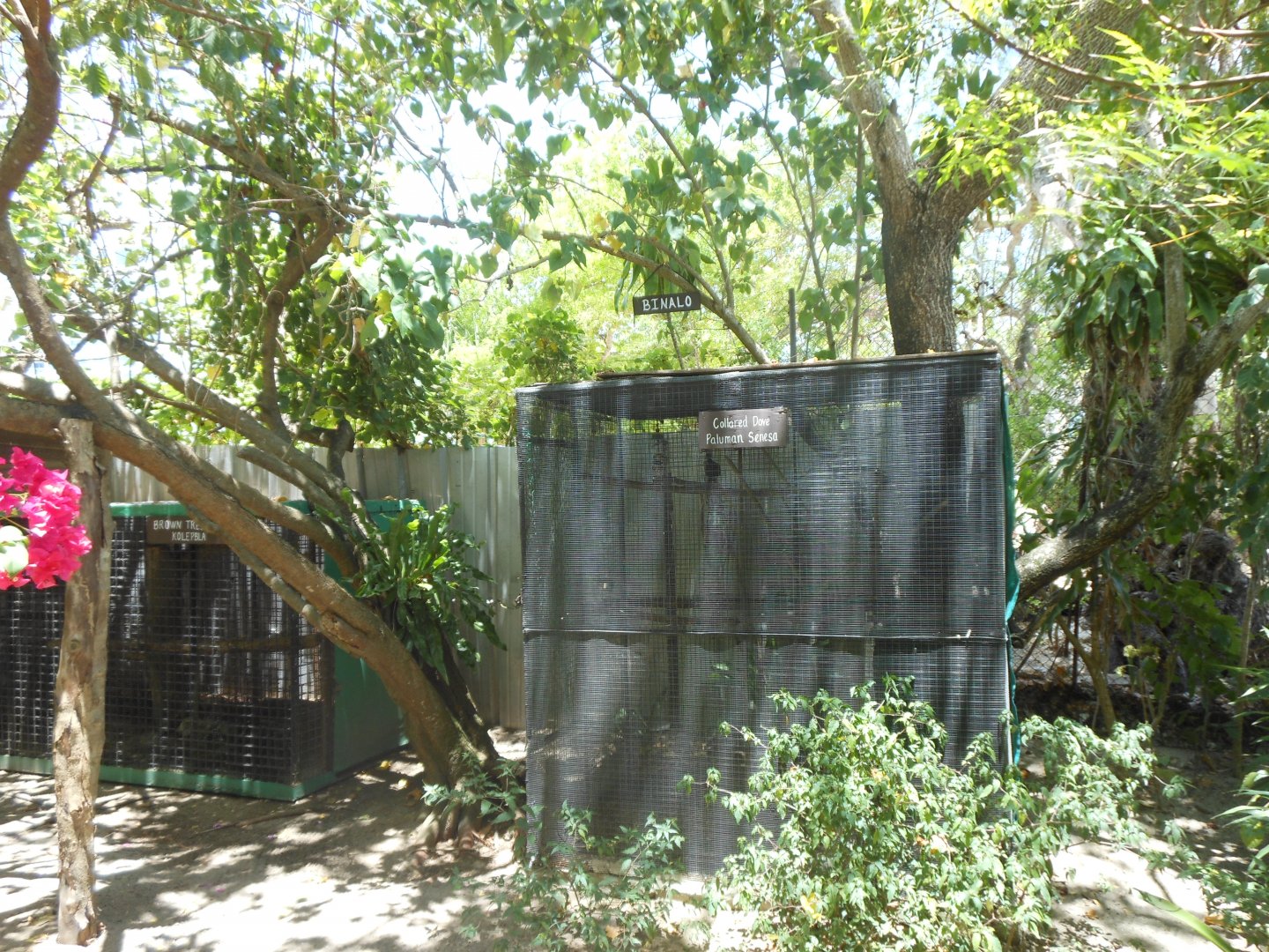 Collared dove enclosure