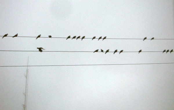Collared Dove flock (Streptopelia decaocto)
