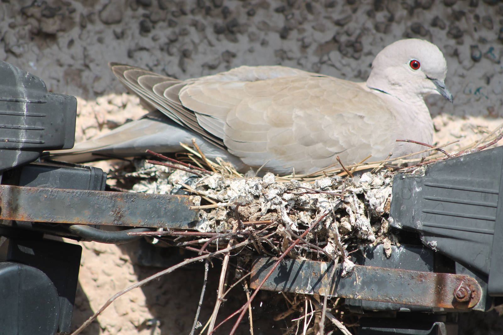 Collared Dove on nest, Ravenglass 31 May 2014