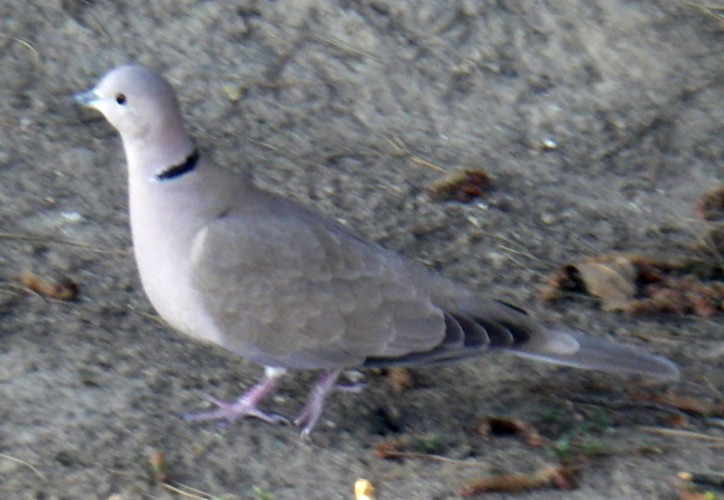 Collared Dove (Streptopelia decaocto)