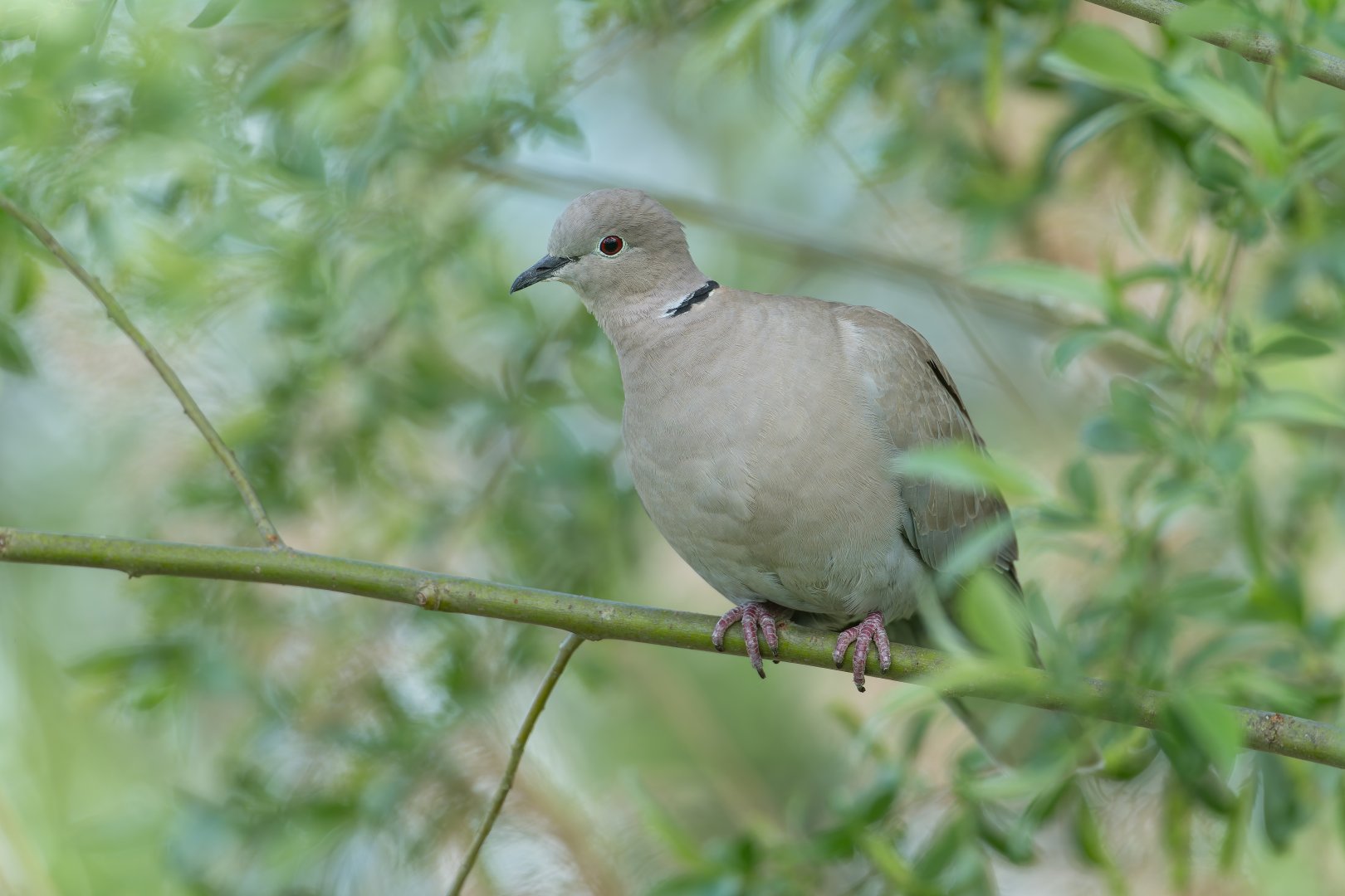 Collared Dove (wild) UK