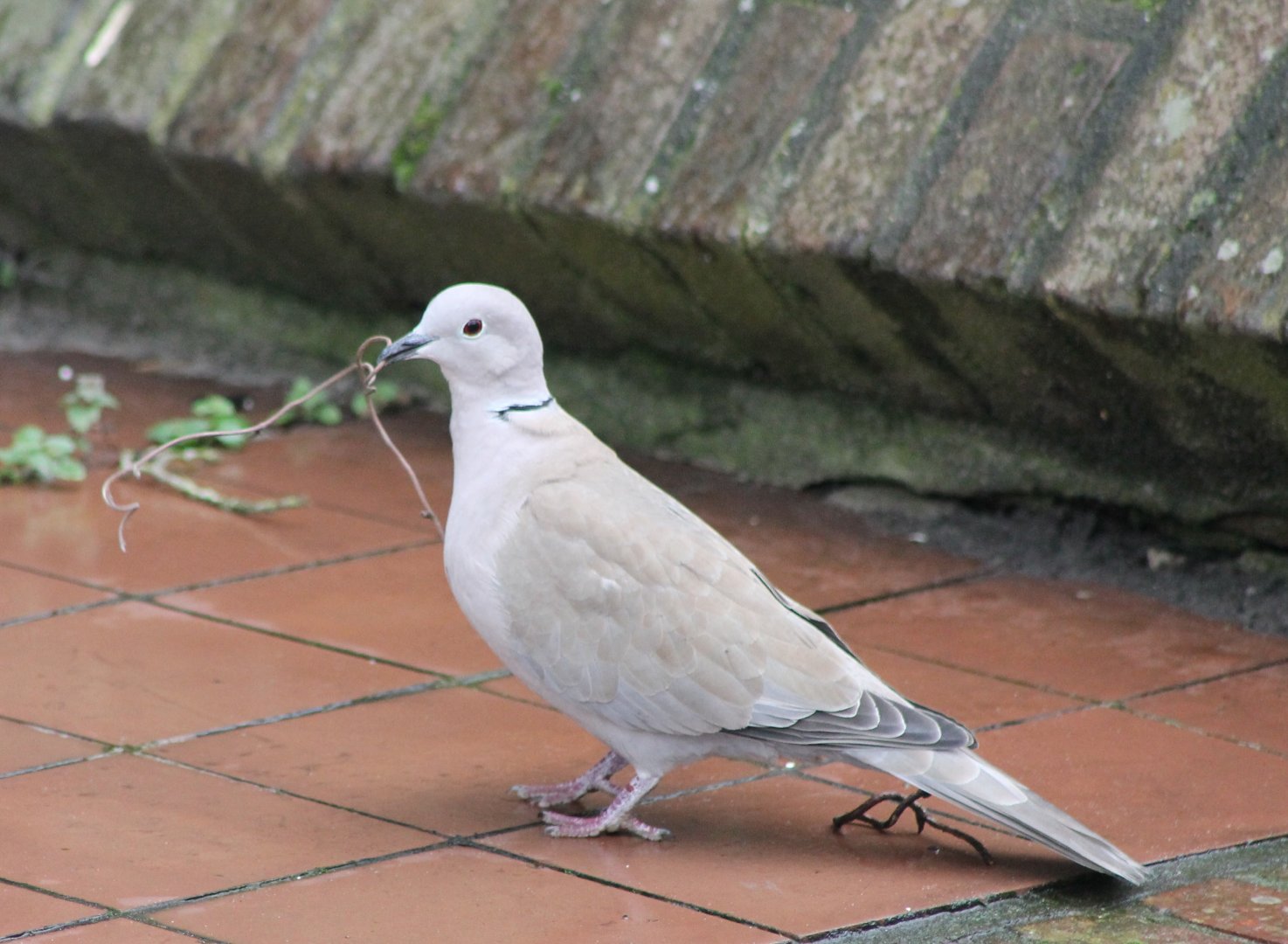 Collared dove