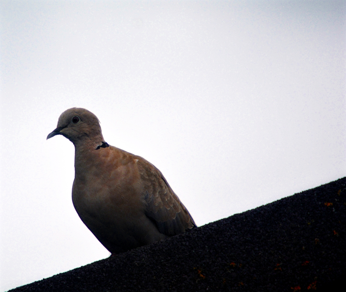 Collared Dove