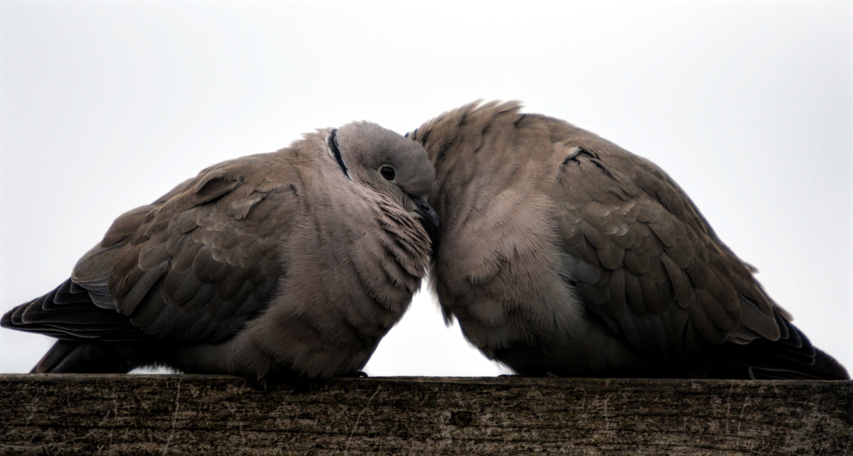 Collared Doves