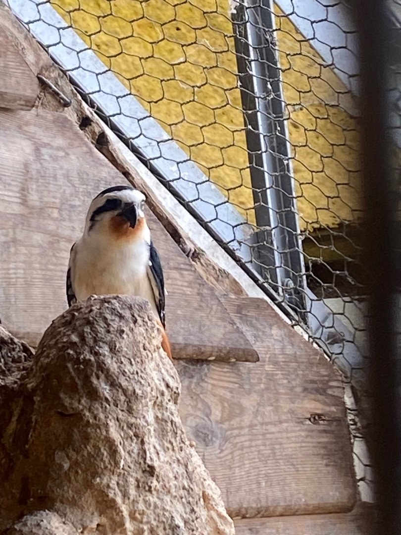 Collared falconet 081022