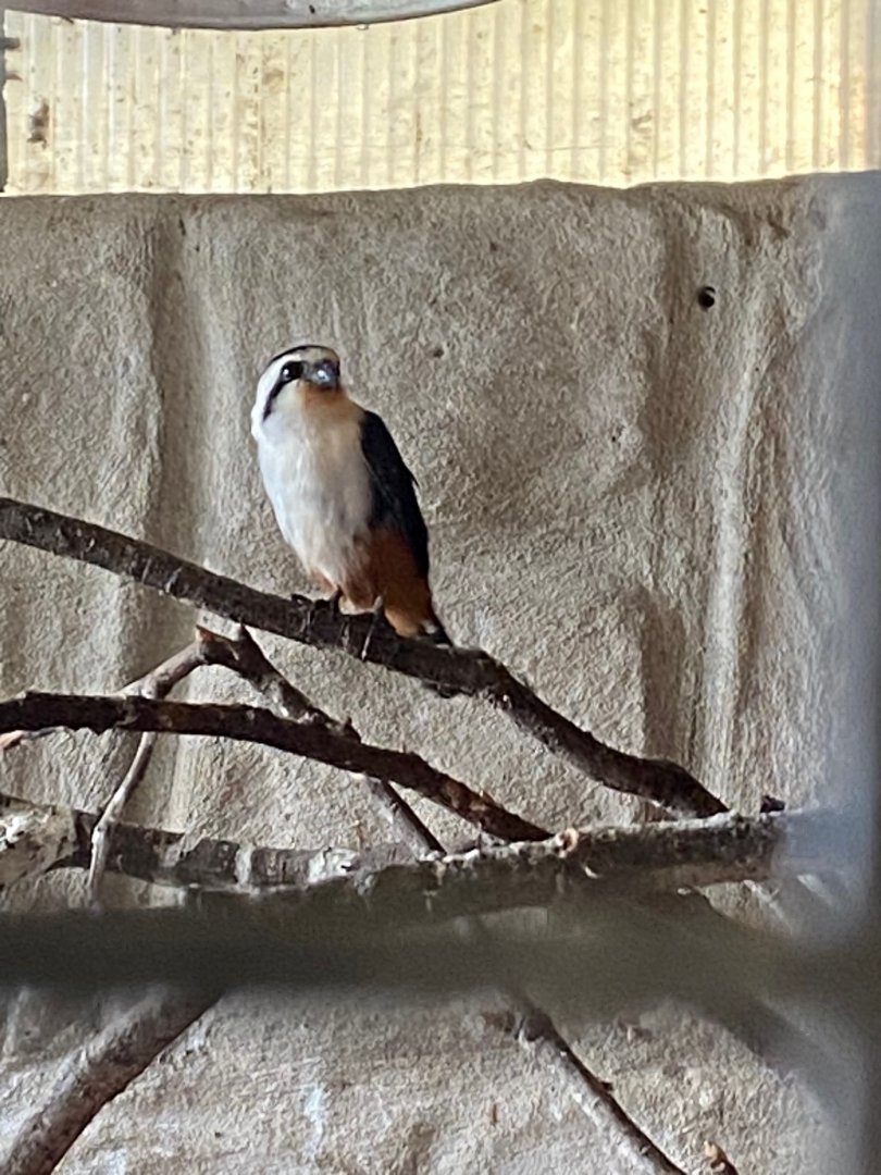 Collared falconet 081023