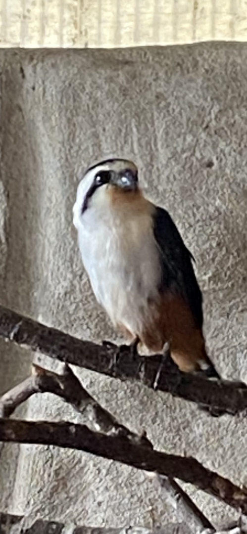 Collared falconet 081023