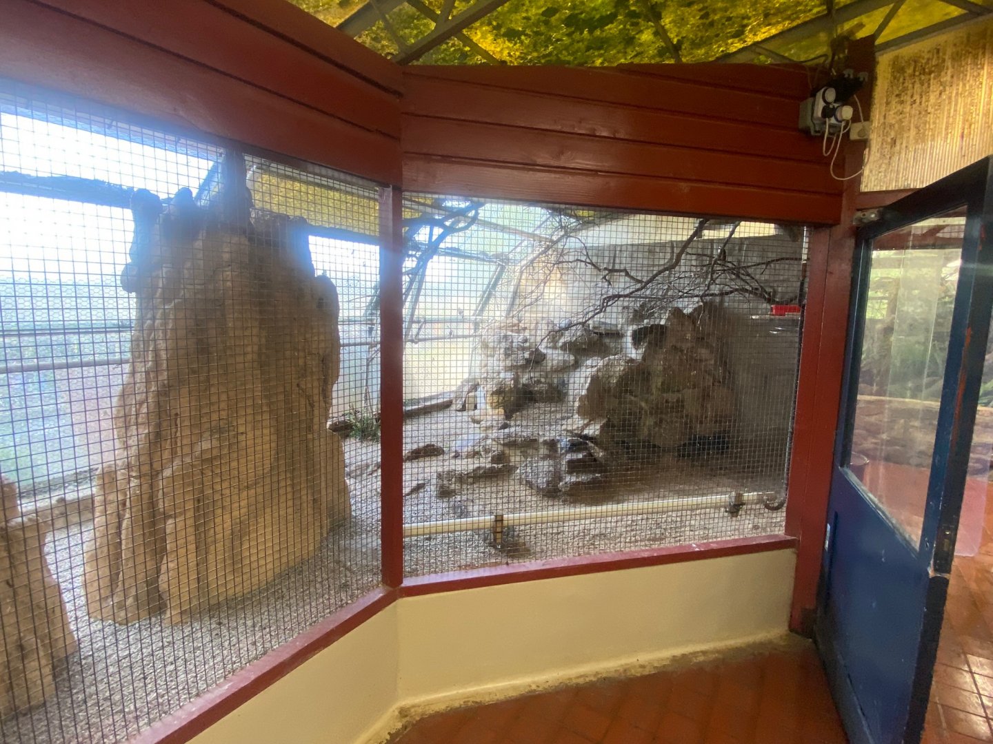 Collared falconet aviary 081023