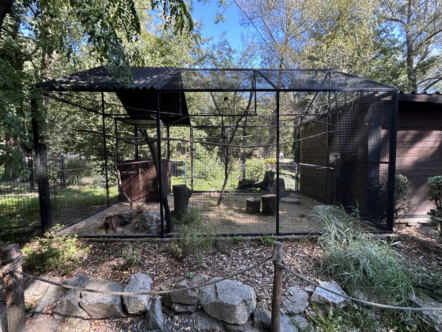 Collared Falconet Aviary