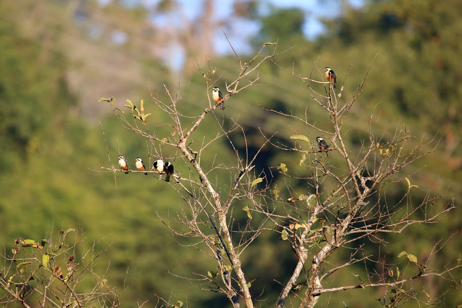 Collared Falconet Flock