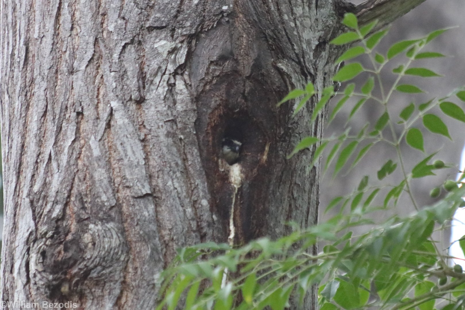 Collared Falconet in its Teeny Tiny Nest Hole - Kaeng Krachan National Park