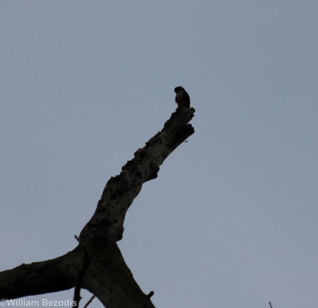 Collared Falconet - Kaeng Krachan National Park