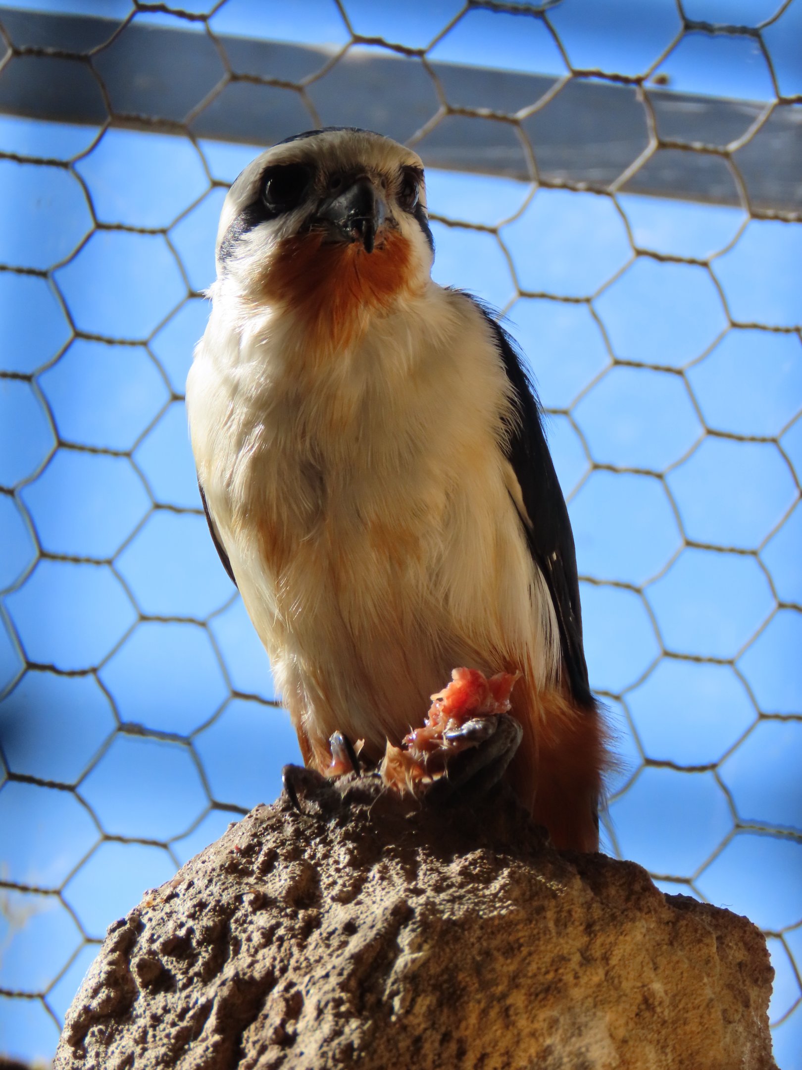 Collared Falconet (Microhierax caerulescens) at Paradise Park - 22 March 2024