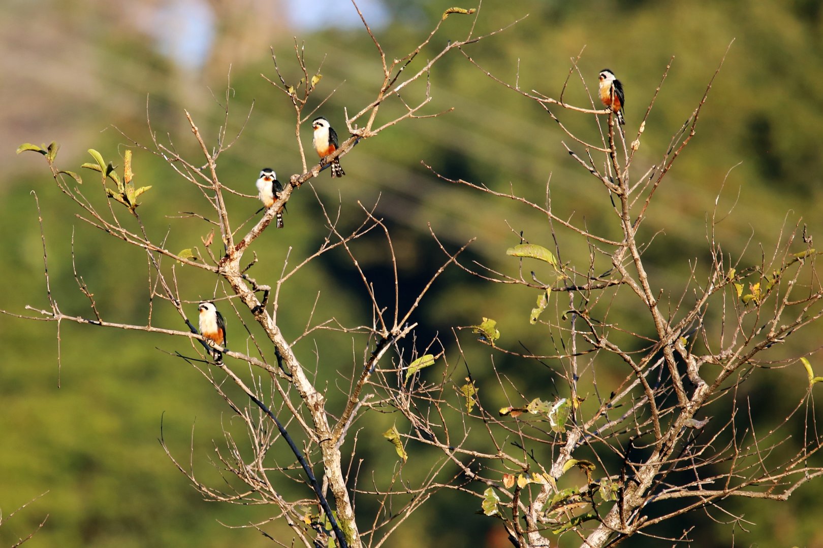 Collared Falconet (Microhierax caerulescens)