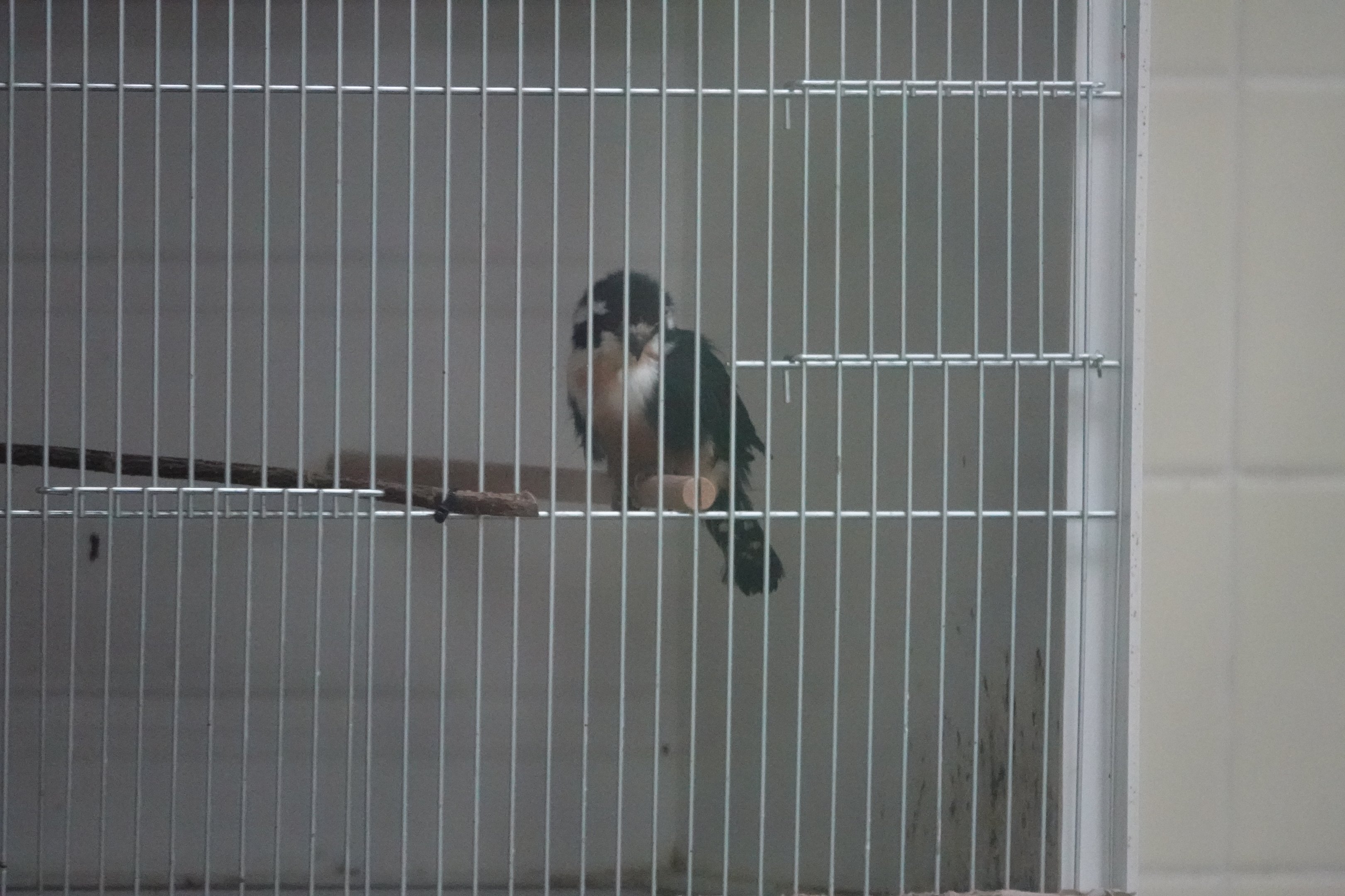 Collared falconet? (not signed, visible in the breeding room)