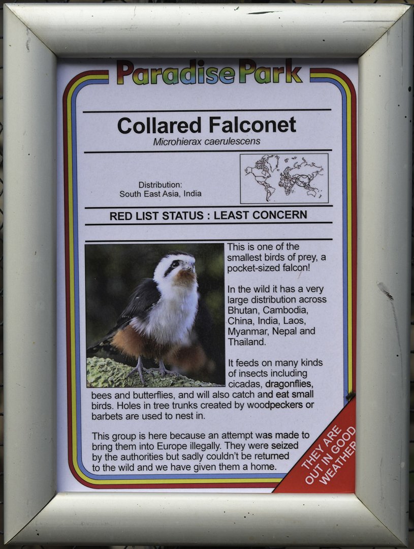 Collared falconet sign