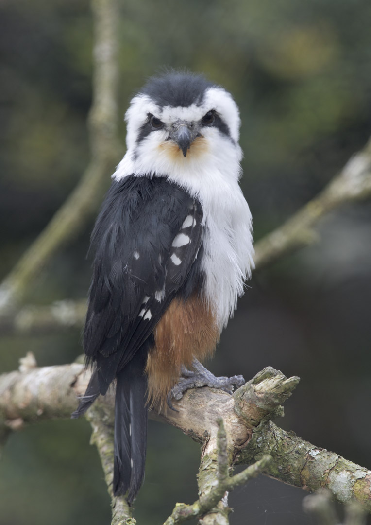 Collared falconet