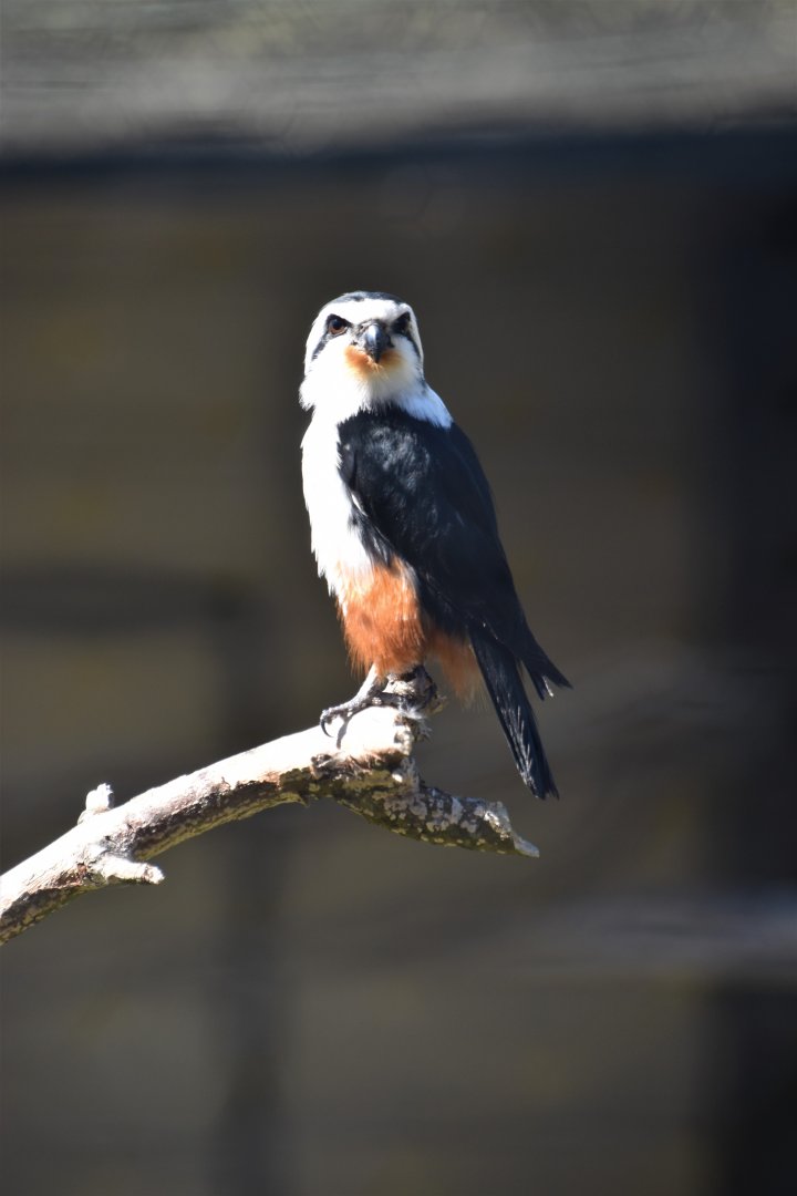 Collared falconet