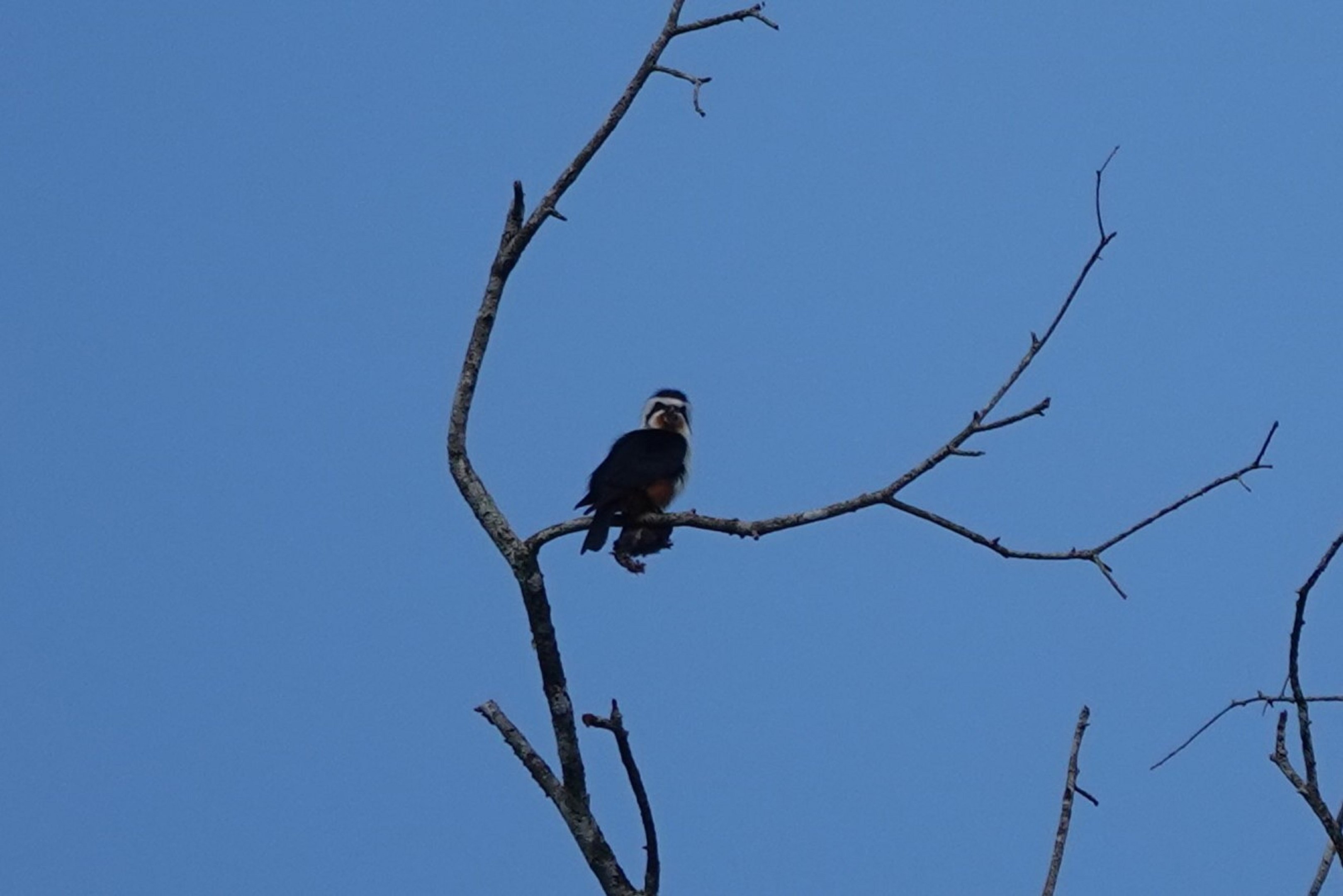 Collared Falconet
