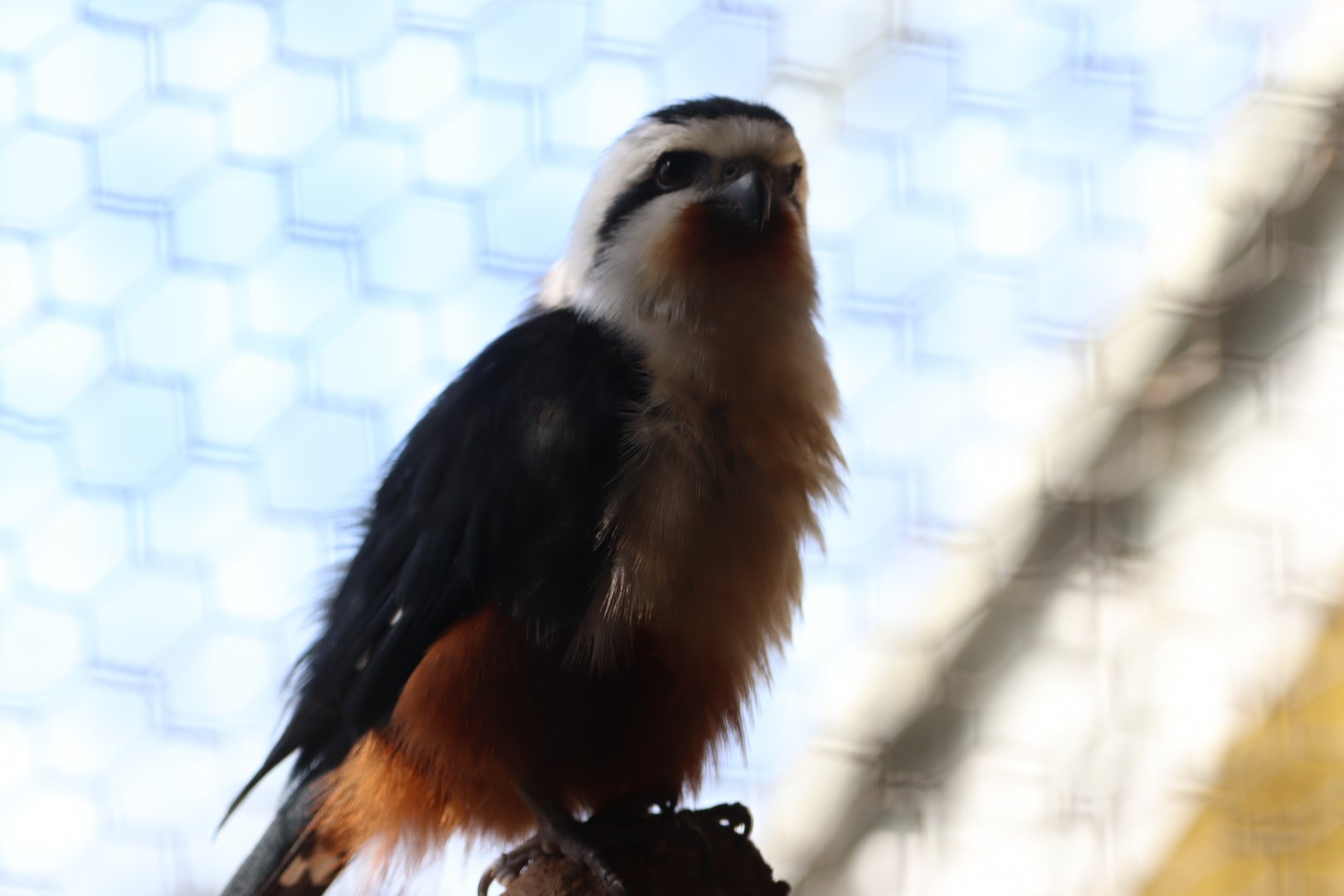 Collared Falconet