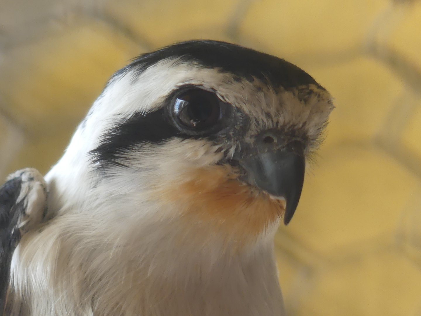 Collared Falconet