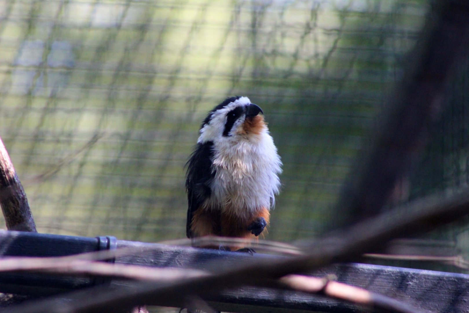 Collared Falconet