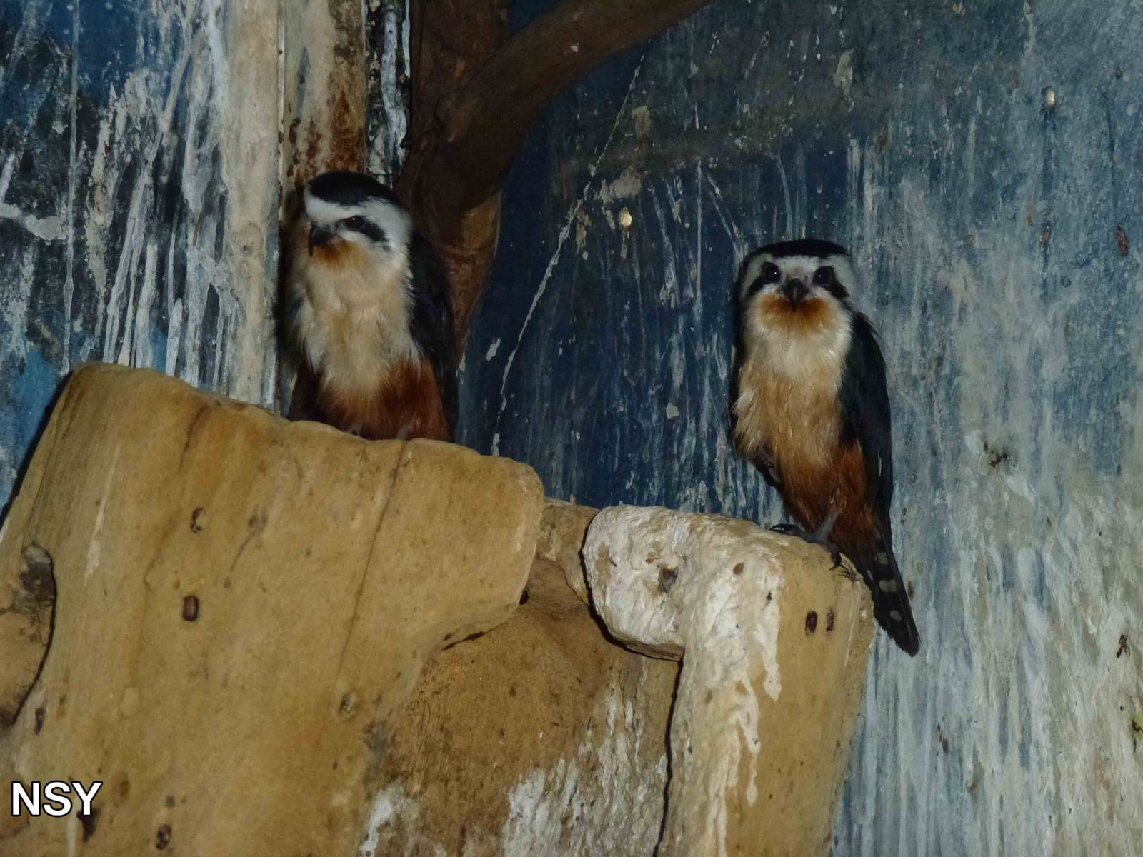 Collared falconets, June 2013.