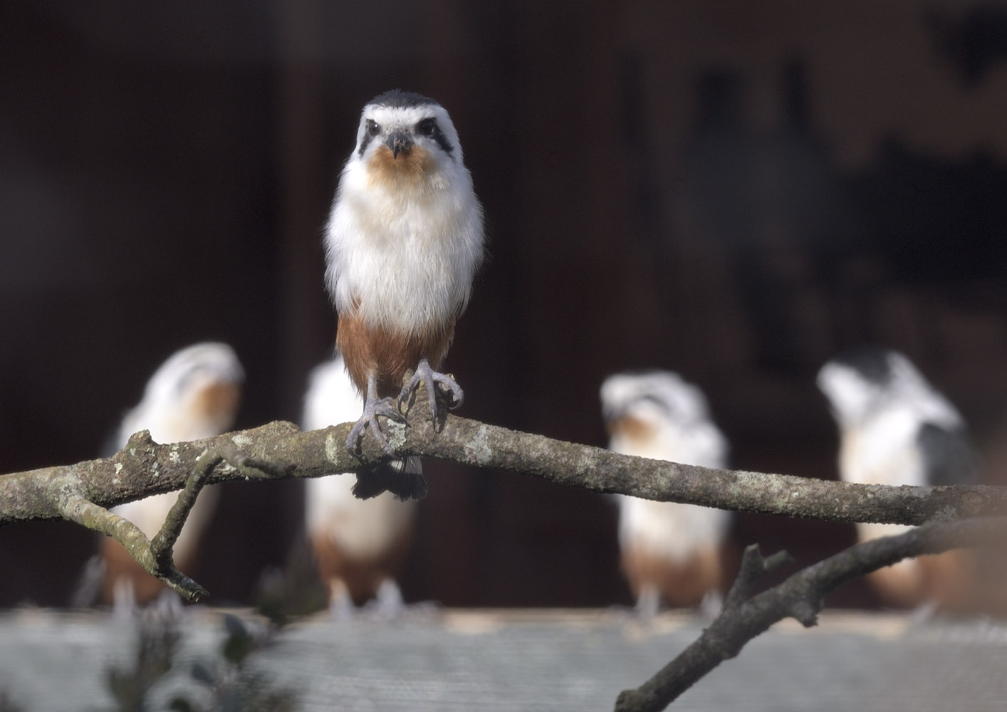 Collared falconets