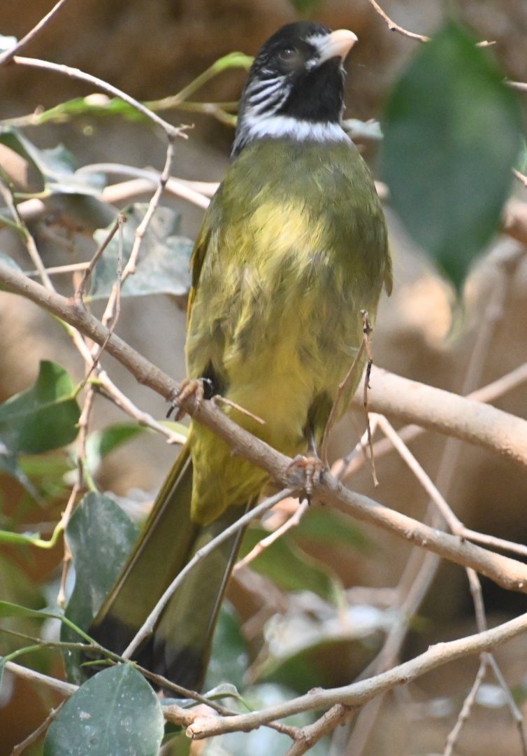 Collared finch-billed bulbul (Spizixos semitorques)
