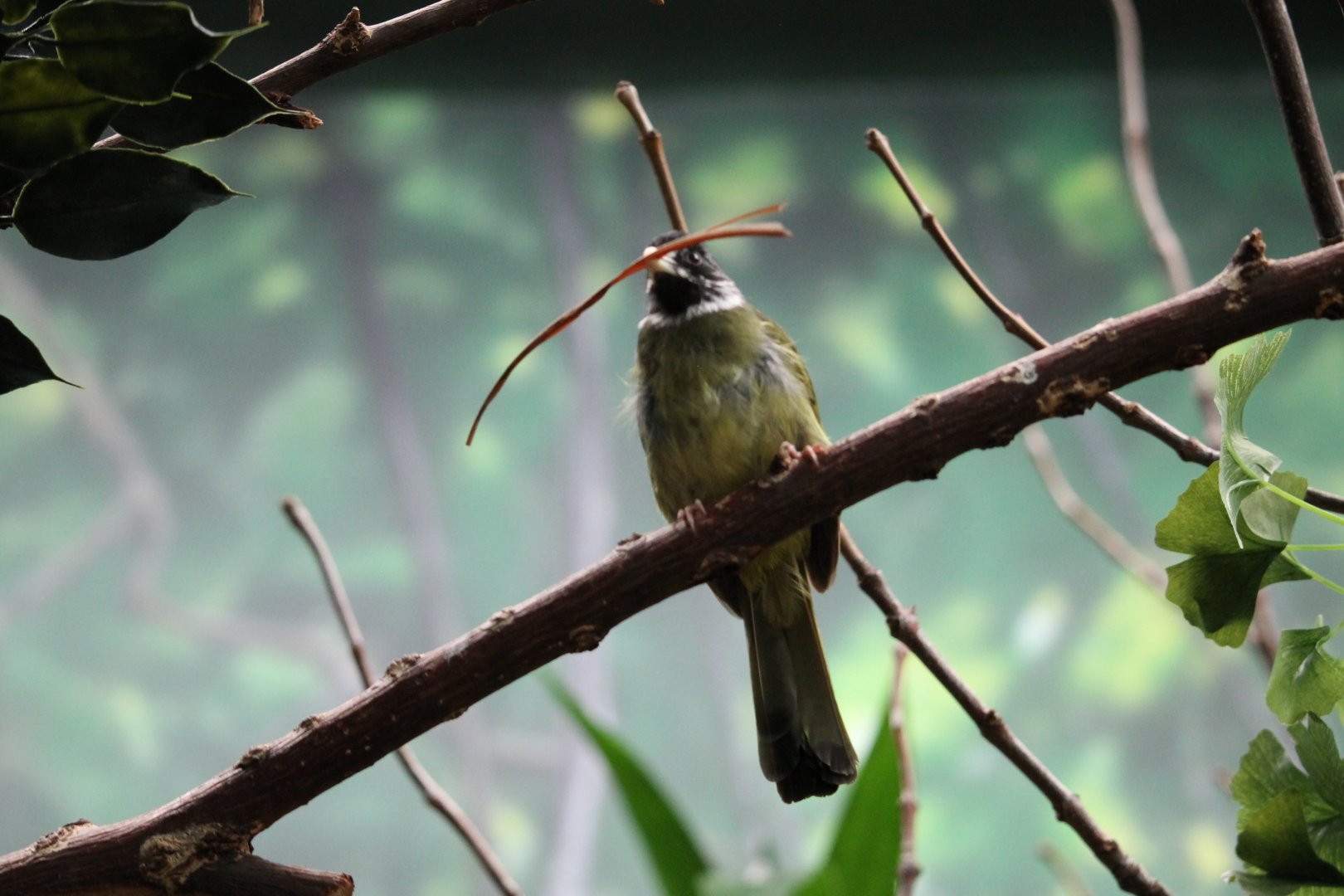 Collared finch-billed bulbul (Spizzicos semitorques)