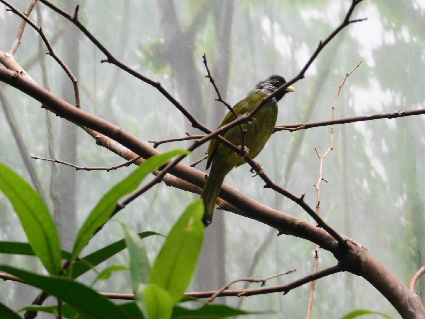 Collared Finch-Billed Bulbul