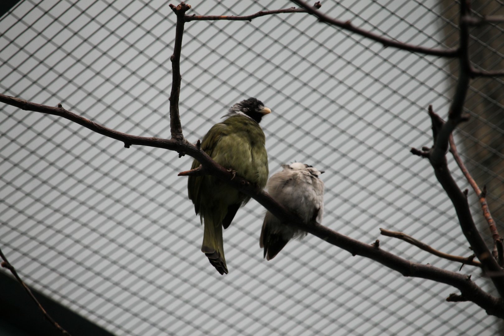 Collared finch-billed bulbuls (Male and female?)