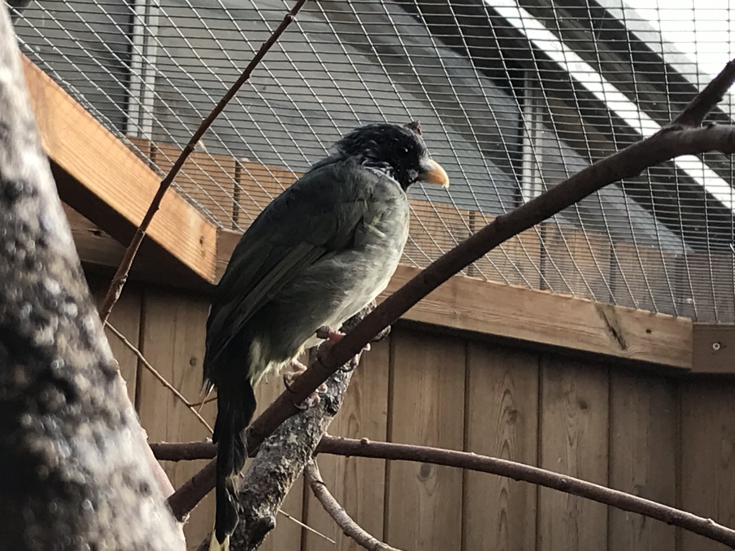 Collared finchbill 081019