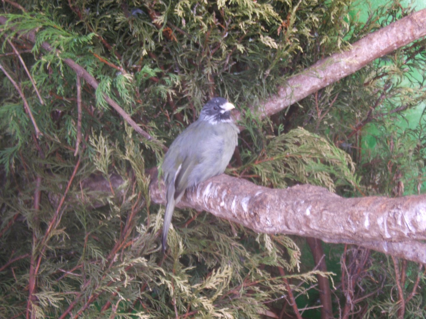 Collared Finchbill 10/09/2017
