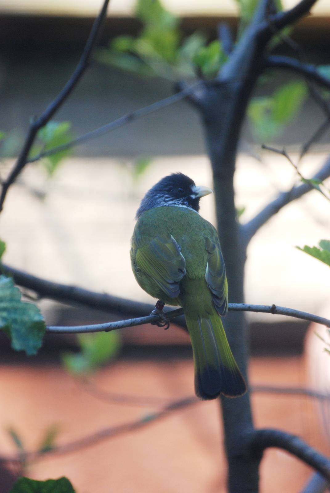 Collared Finchbill at Blackpool, 25/07/15
