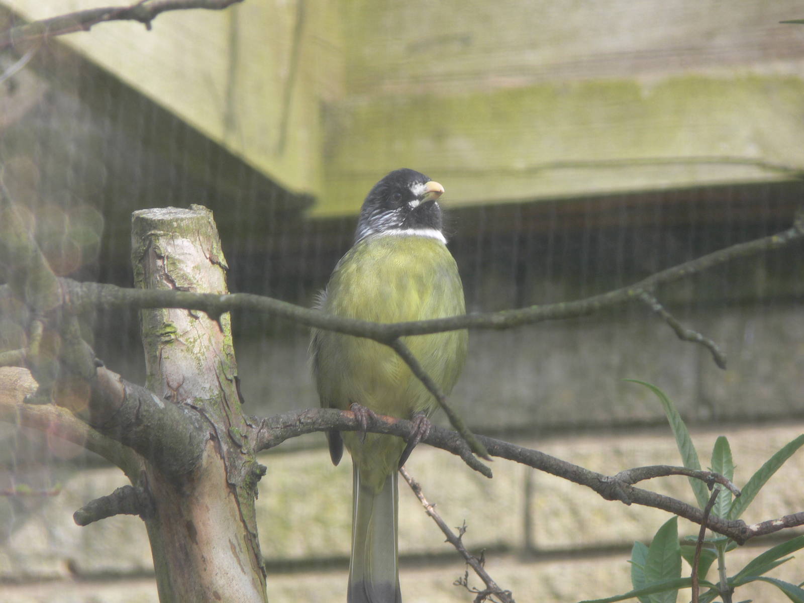 Collared Finchbill at Blackpool Zoo, 30/03/14