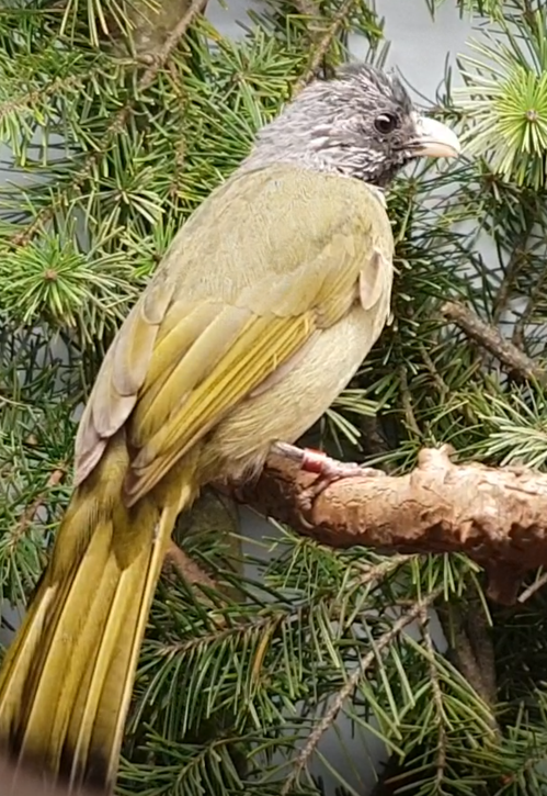 Collared finchbill-bulbul