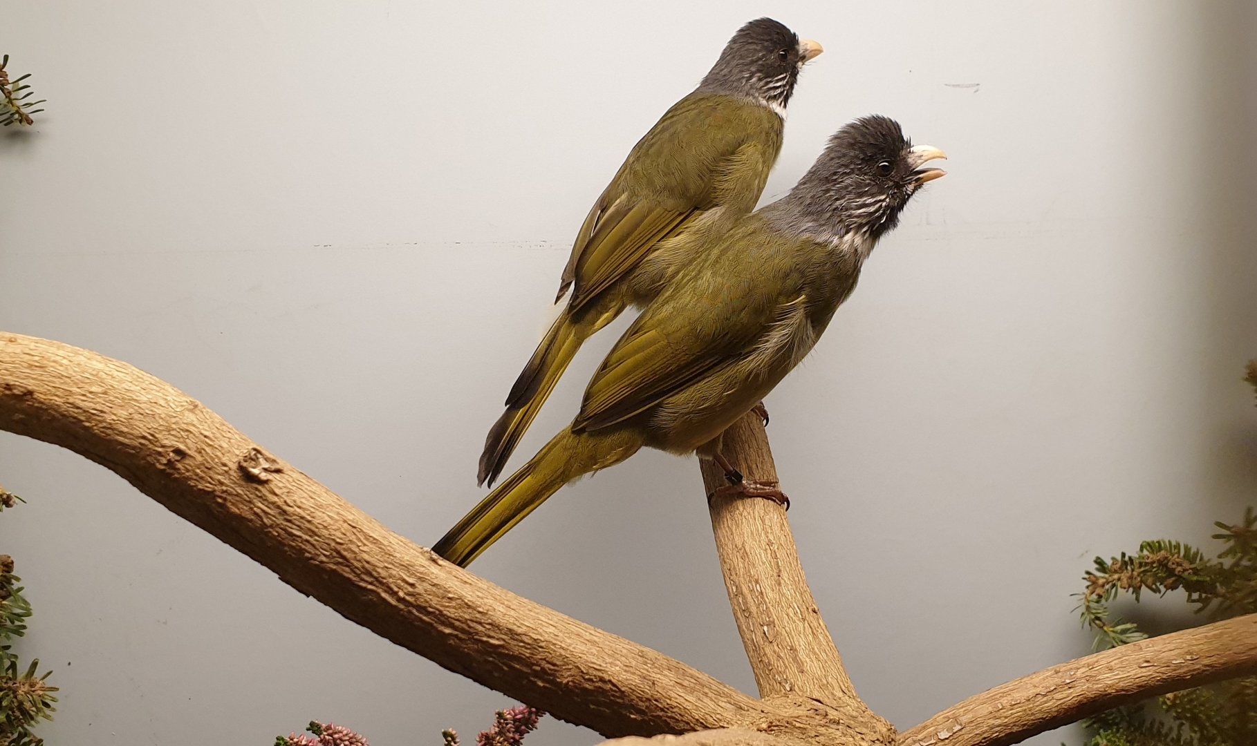 Collared finchbill bulbuls