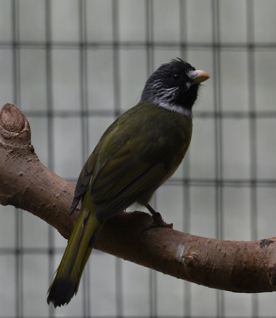 Collared finchbill - Feathers & Scales