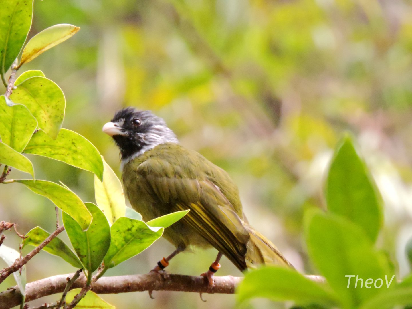 Collared Finchbill - JungleWorld [2015]