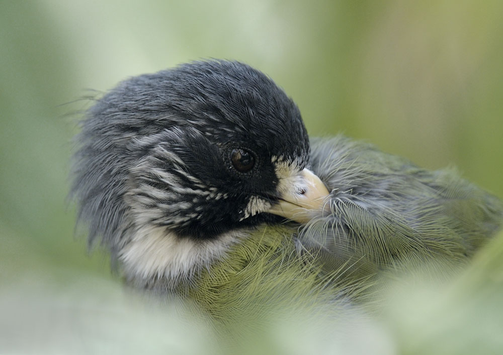 Collared finchbill preening