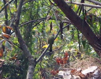 Collared Finchbill (Spizixos semitorques)