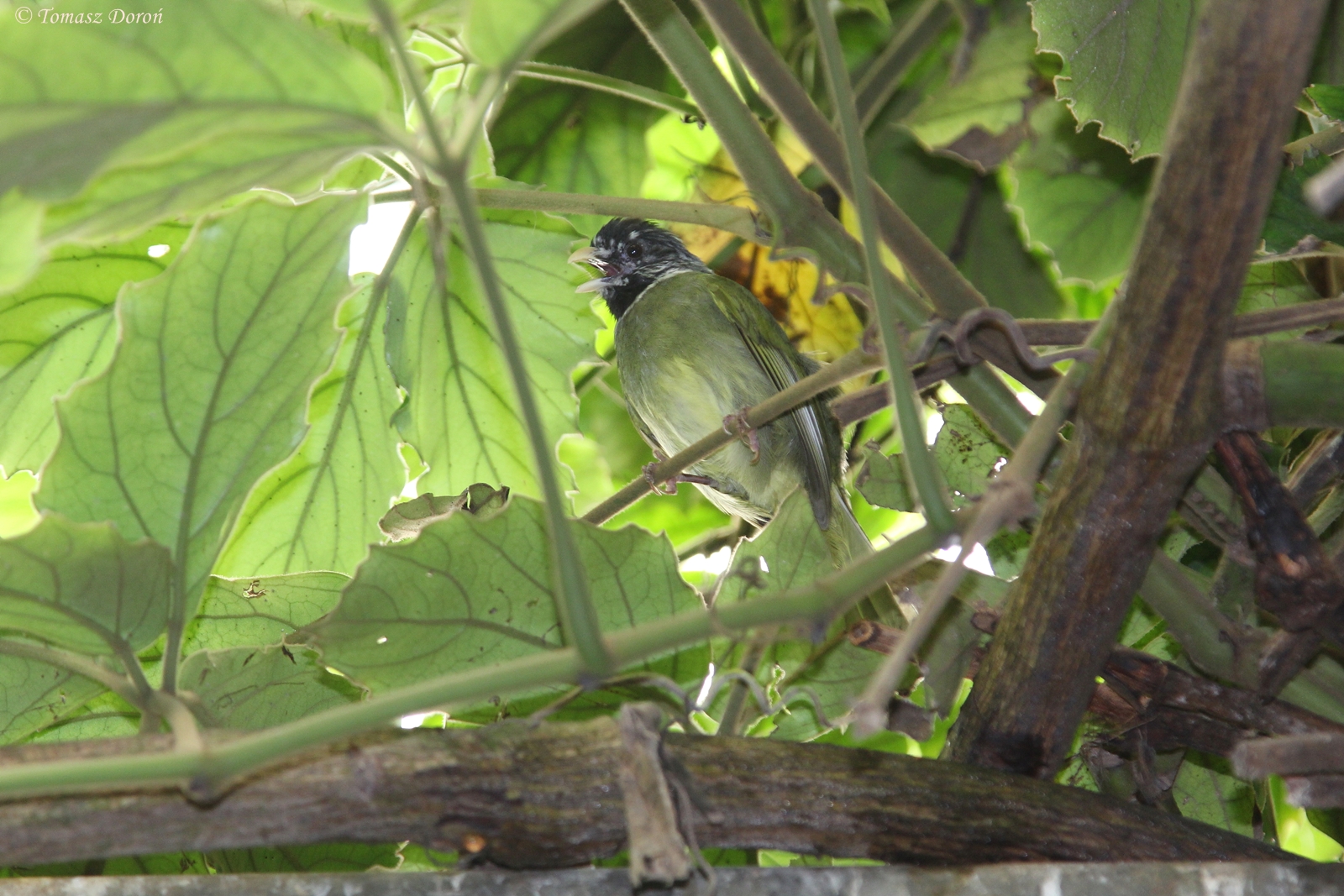 Collared Finchbill (Spizixos semitorques)