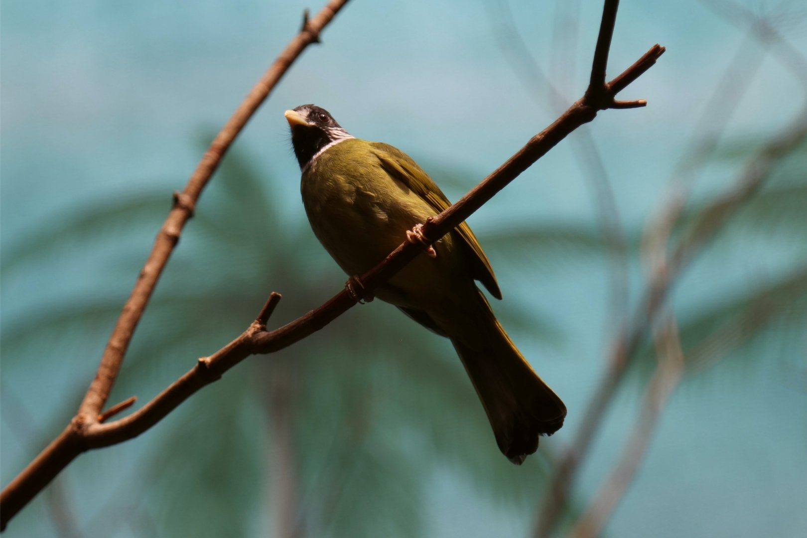 Collared Finchbill (Spizixos semitorques)
