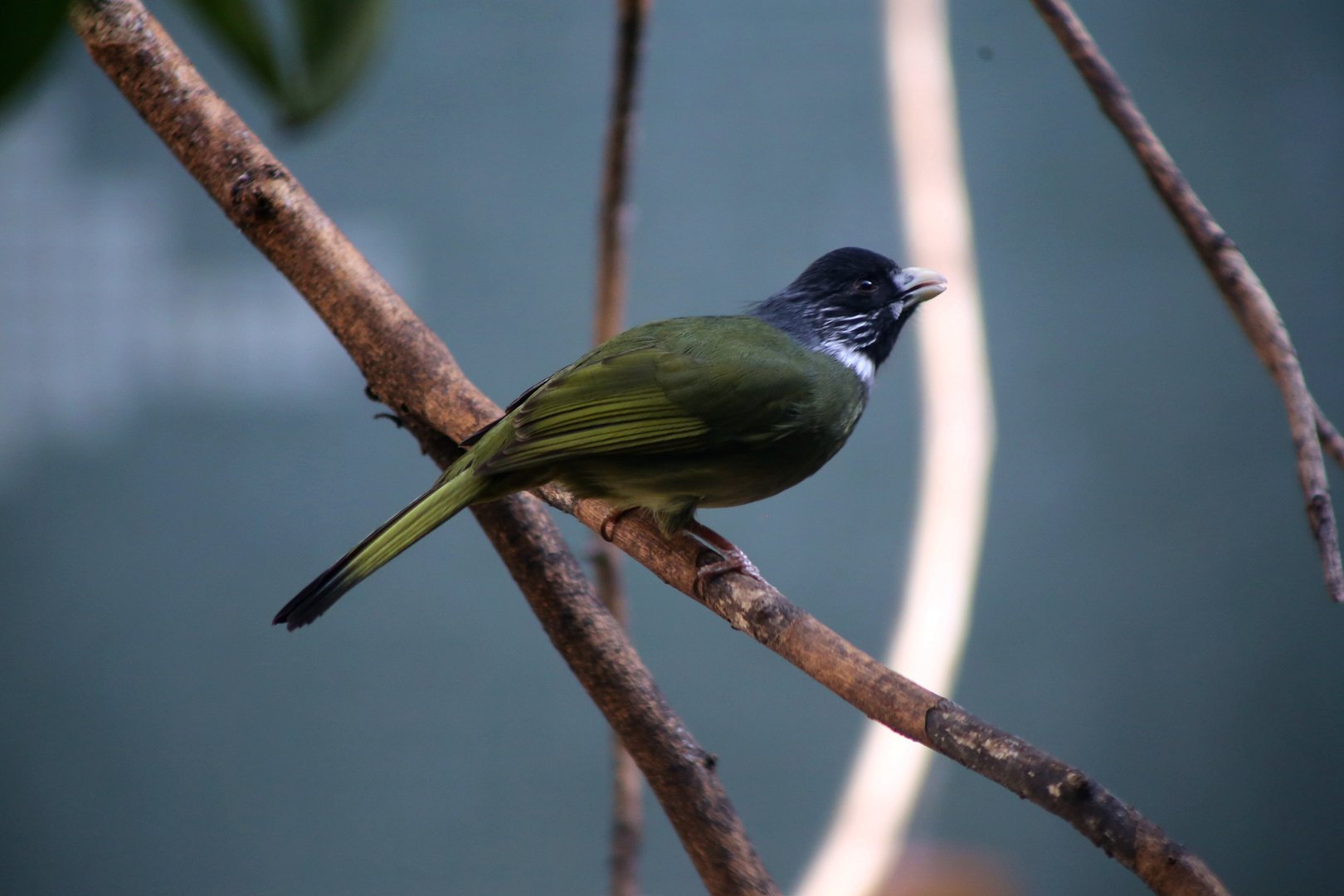 Collared Finchbill (Spizixos semitorques)